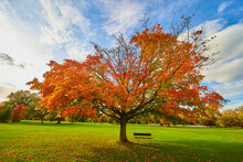 Bench Under Vibrant Orange Tree In Peak Fall Season On Golf Course