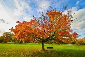 Sticker - Bench under vibrant orange tree in peak fall season on golf course