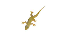 House Lizard Isolated White Background With Clipping Path