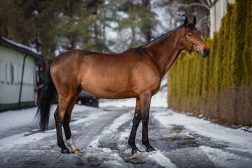 Wall Mural - portrait of beautiful eventing trakehner gelding horse in winter