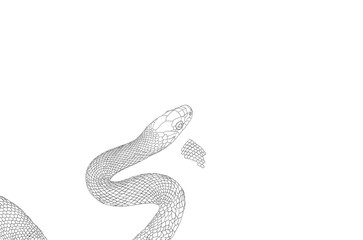 gray-black sketch of a snake on a white background