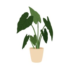 Wall Mural - Alocasia macrorrhizos, potted house plant. Green-leaf giant taro growing in indoor planter. Big foliage houseplant. Home and office decoration. Flat vector illustration isolated on white background