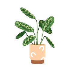 Wall Mural - Maranta cristata, potted house plant with green leaf. Houseplant with bicolor leaves growing in planter. Foliage indoor decor for home interior. Flat vector illustration isolated on white background