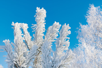  Pine branch is covered with hoarfrost after a snowfall against a blue sky. Winter frosty forest background. Pure snow on the trees.