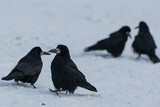 Fototapeta  - Cztery czarne ptaki wyglądające na tańczące pary na śniegu. Gawron, gapa, corvus frugilegus. 