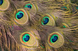 Ptasi ogon, makro fotografia, paw indyjski (pavo cristatus).
