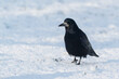 Czarny ptak spacerujący po śniegu w promieniach słońca. Gawron, gapa, corvus frugilegus.
