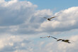 Trzy szybujące ptaki wodne na tle pochmurnego nieba. Mewa śmieszka, śmieszka, chroicocephalus ridibundus.