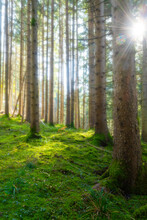 Fairytale-like Misty Coniferous Forest With Beautiful Green Undergrowth And Sun Shining Through Trees
