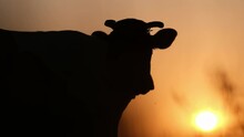 Sunset On The Meadow, Silhouette Of A Cow During A Beautiful Sunset In Rural America. 