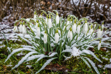 Schneeglöckchen, erste freudige Frühlingsboten der Natur. Unbeeindruckt von Schnee, Eis und Frost leuchten die grünen Blätter. Hellgrün gesäumte Blüten schaukeln im Wind, im wärmenden Sonnenschein.