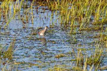 Wall Mural - Wood Sandpiper in a pond at spring