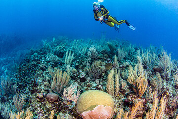 Wall Mural - Reef Scuba Diving in Belize