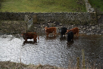 cows in Widdale Beck, Lanacar Lane. Appersett. North Yorkshire. Yorkshire Dales National Park.