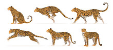 cheetah-cat-animal-illustration-free-stock-photo-public-domain-pictures