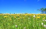 Fototapeta  - Flowers on green meadow, blue sky in background