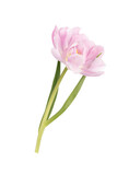 Fototapeta Tulipany - Pink tulip flower isolated on white background.