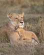 Lioness mother with young cub snuggling in to her.  Taken in the Masai Mara Kenya