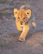 Young lion cub running in the Masai Mara