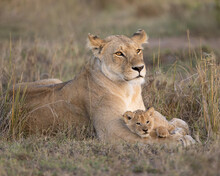 Lioness With Young Lion Cub Resting On Her Paws.  Taken In The Masai Mara Kenya.  
