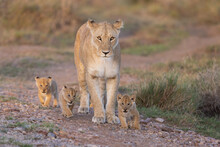 Lioness Standing Surrounded By Four Young Cubs Taken In The Masai Mara Kenya