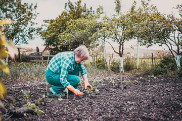 active senior woman planting seedlings in green vegetable garden