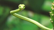 The Sharp Green Snake (Ahaetulla) Is Straight