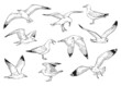 Set of seagulls outlines. Hand drawn illustration converted to vector.