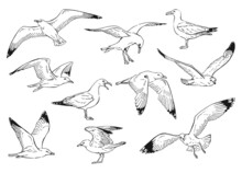 Set Of Seagulls Outlines. Hand Drawn Illustration Converted To Vector.