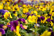Vibrant Yellow Purple Pansy Flowers,  Flower Bed With Colorful Violet Yellow Pansies, Floral Spring Wallpaper Background