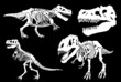 Graphical set of tyrannosauruses isolated on black, silhouettes of skeletons vector elements