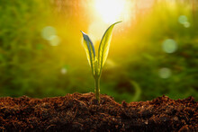  Close Up Of A Young Plant Sprouting From The Ground With Green Bokeh Background