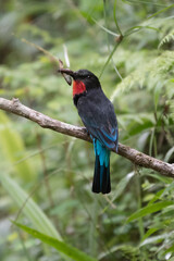 Wall Mural - Black bee-eater, Merops gularis, bird in the family Meropidae. African tropical rainforest. Black bee-eater sitting on the tree branch in the Kibale National Park in Uganda, Africa. Wildlife nature