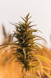 Cannabispflanze 