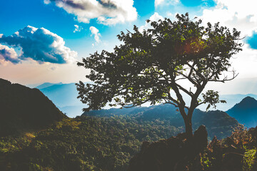 Wall Mural - tree on the mountain hill cliff in the forest.