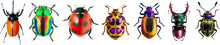 Set Of Graphical Hand-drawn Bugs, Butterfly