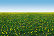 field of dandelions with green grass and clear blue sky