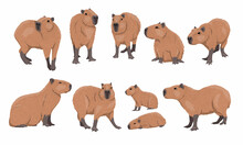 Capybara Set. Adult Capybaras And Baby Hydrochoerus Hydrochaeris In Different Poses. Wild Animals Of South America. Vector Animal