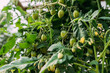 grüne Tomaten auf dem Bauernhof noch nicht reif