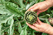 Artichoke plant in spring garden. Ripe artichoke in the hands of man gardener. Seasonal healthy eating. Organic gardening.