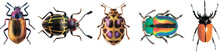 Set Of Graphical Hand-drawn Bugs, Butterfly.