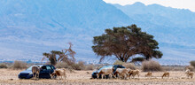 Semi-domesticated Animals In Nature Reserve - Herd Of Antelopes Scimitar Horn Oryx, Somali Donkey And Brown Onager. Safari In Nature Reserve Of The Middle East