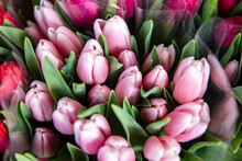 Świeże Tulipany Na Targu Kwiatowym