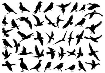 Sticker - birds silhouette set isolated vector