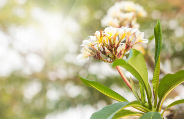 Wall Mural - Champa flower