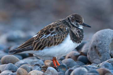 Wall Mural - Ruddy turnstone (Arenaria interpres) closeup portrait, standing on a pebble beach.