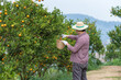 © skarie - Farmer or gardener with glove using pruning shears harvest orange on the tree.