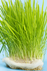 Fresh sprouted wheat grass on a blue background. Close-up