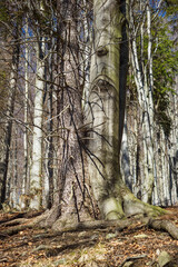 Canvas Print - Trunks of spruce and beech growing close together.