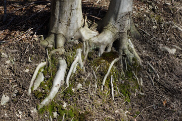 Sticker - The protruding roots of a beech tree in the forest.